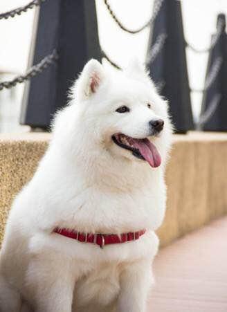 世界名狗排名大全，世界十大名犬简介