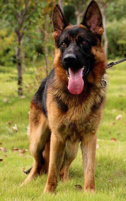 世界名狗排名大全，世界十大名犬简介