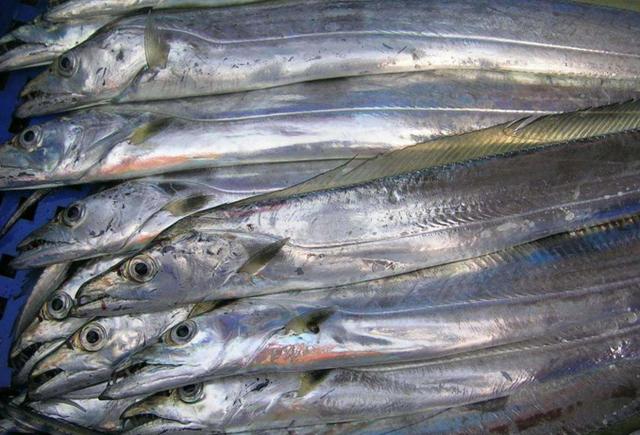 绸鱼，十大好吃的海鱼