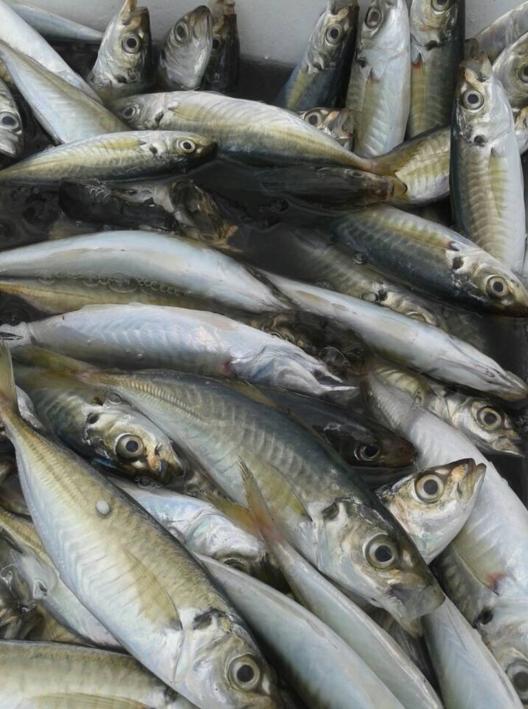 绸鱼，十大好吃的海鱼