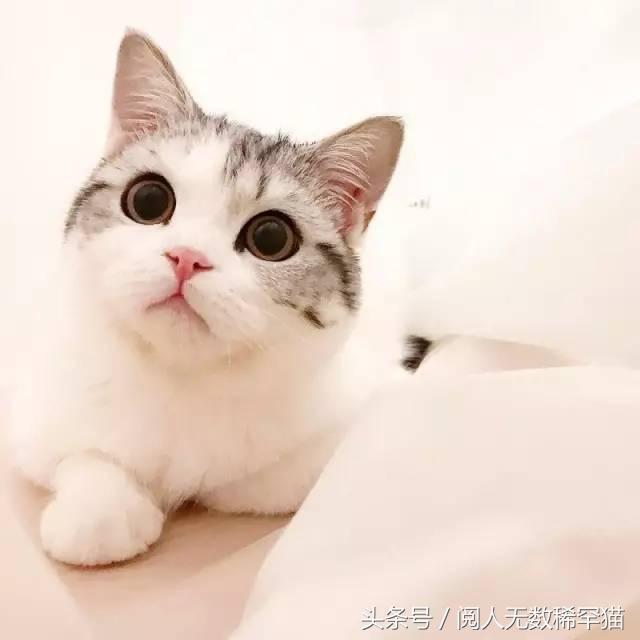 苏格兰折耳猫图片，折耳猫有什么品种（让很多人都不敢养）