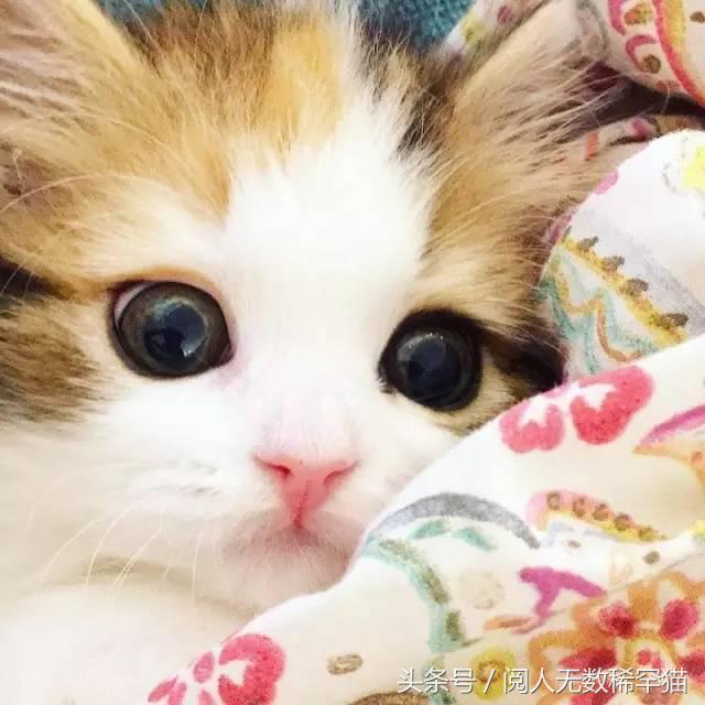 苏格兰折耳猫图片，折耳猫有什么品种（让很多人都不敢养）