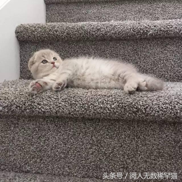 苏格兰折耳猫图片，折耳猫有什么品种（让很多人都不敢养）