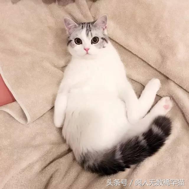 苏格兰折耳猫图片，折耳猫有什么品种（让很多人都不敢养）