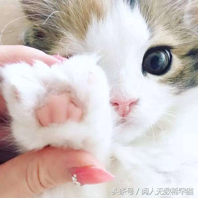 苏格兰折耳猫图片，折耳猫有什么品种（让很多人都不敢养）