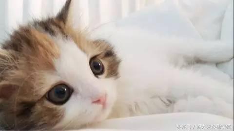 苏格兰折耳猫图片，折耳猫有什么品种（让很多人都不敢养）