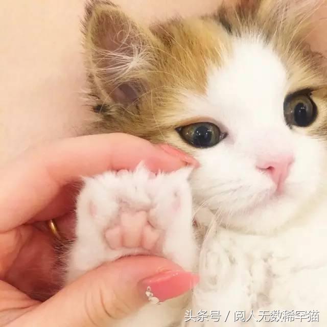 苏格兰折耳猫图片，折耳猫有什么品种（让很多人都不敢养）