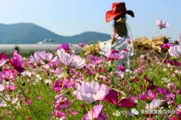 浙江人最新的杨梅采摘攻略来了，今夏常州杨梅采摘攻略新鲜出炉