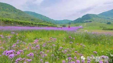 浙江人最新的杨梅采摘攻略来了，今夏常州杨梅采摘攻略新鲜出炉