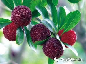 浙江人最新的杨梅采摘攻略来了，今夏常州杨梅采摘攻略新鲜出炉