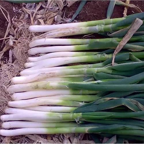 温阳散寒的汤，简易版早春通阳汤