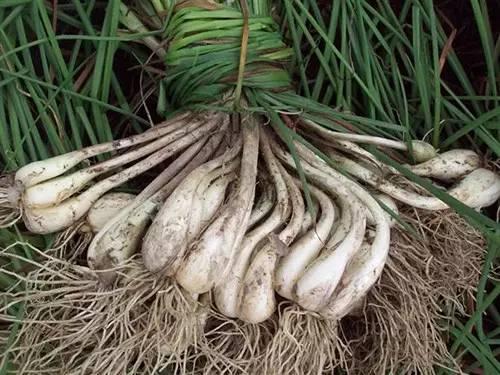 温阳散寒的汤，简易版早春通阳汤