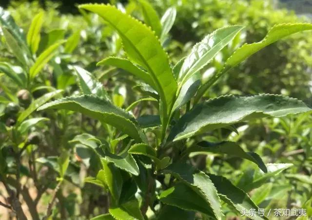 岩茶有哪些品种，武夷岩茶的种类（爱喝茶的朋友一定要搞清楚）