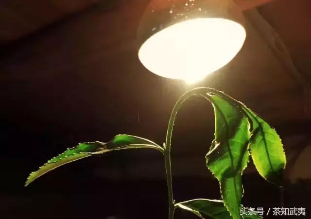 岩茶有哪些品种，武夷岩茶的种类（爱喝茶的朋友一定要搞清楚）