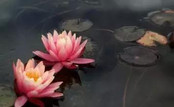 晚安句子170616:愚蠢的人用嘴,智慧的人用心