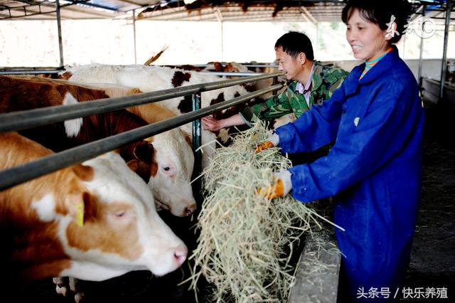 肉牛养殖技术要点有哪些，肉牛养殖必须掌握的五个关键点