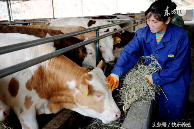 肉牛养殖技术要点有哪些，肉牛养殖必须掌握的五个关键点