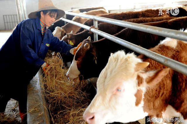 肉牛养殖技术要点有哪些，肉牛养殖必须掌握的五个关键点