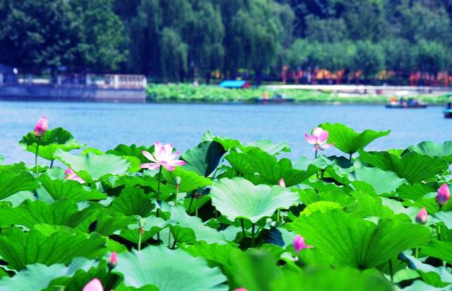 早安文字170622：六月，愿岁月温柔以待