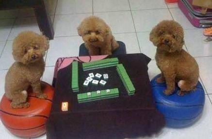 变形金刚百炼为战，手游来一发变形金刚（变形金刚百炼为战官网手机版）