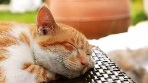开一个猫咖的成本，开猫咪咖啡店需要多少成本