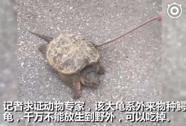 大鳄龟肥胖(大鳄龟长的好慢)