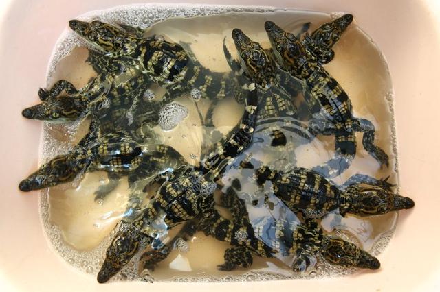 鳄鱼养殖场一般养的是什么鳄鱼，鳄鱼养殖基地成“打卡地”特色产业“催热”乡村游