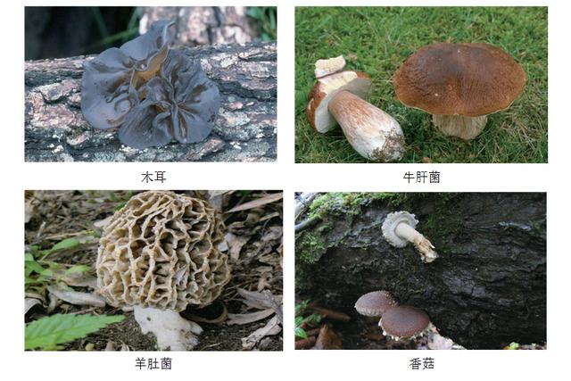 有哪些食用菌和毒菌，颜色朴素的蘑菇没有毒？不可信