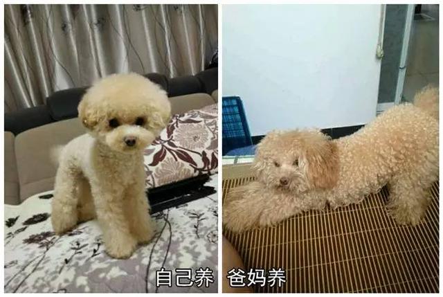 狗狗有这些表现是被主人养熟了，一只狗真正被你“养熟”了