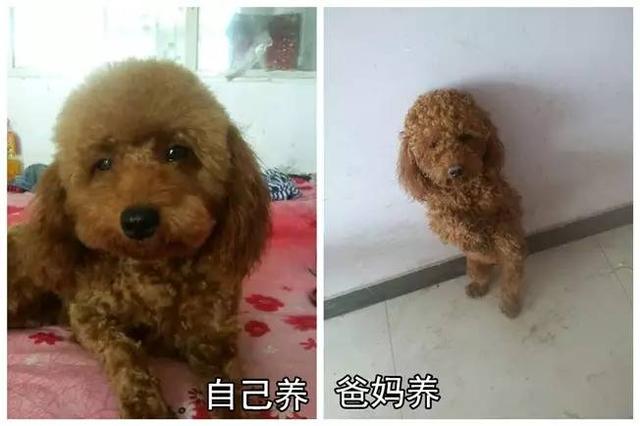 狗狗有这些表现是被主人养熟了，一只狗真正被你“养熟”了