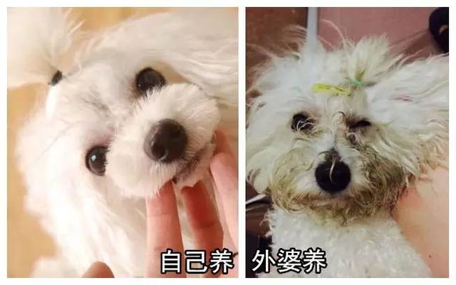 狗狗有这些表现是被主人养熟了，一只狗真正被你“养熟”了