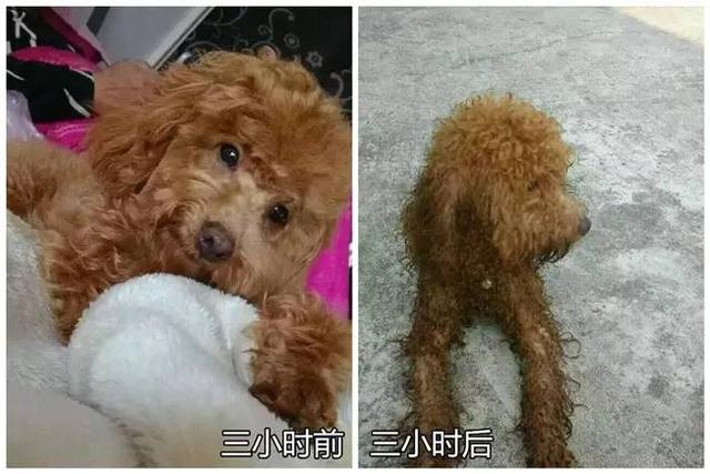 狗狗有这些表现是被主人养熟了，一只狗真正被你“养熟”了