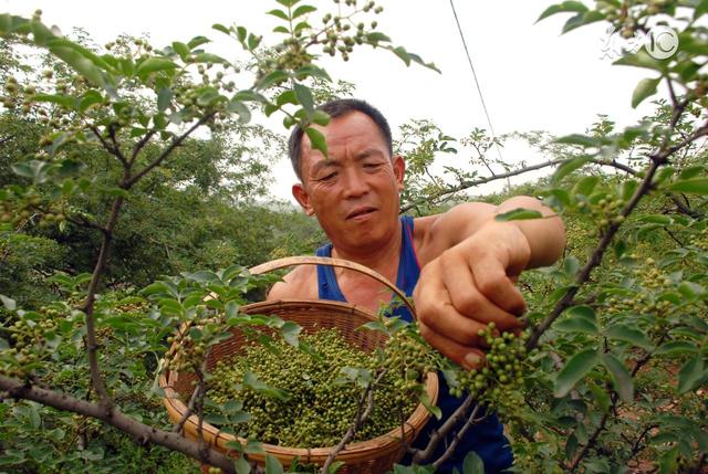 花椒和麻椒有什么区别，麻椒跟花椒有什么不一样（今天才知道看完涨知识）