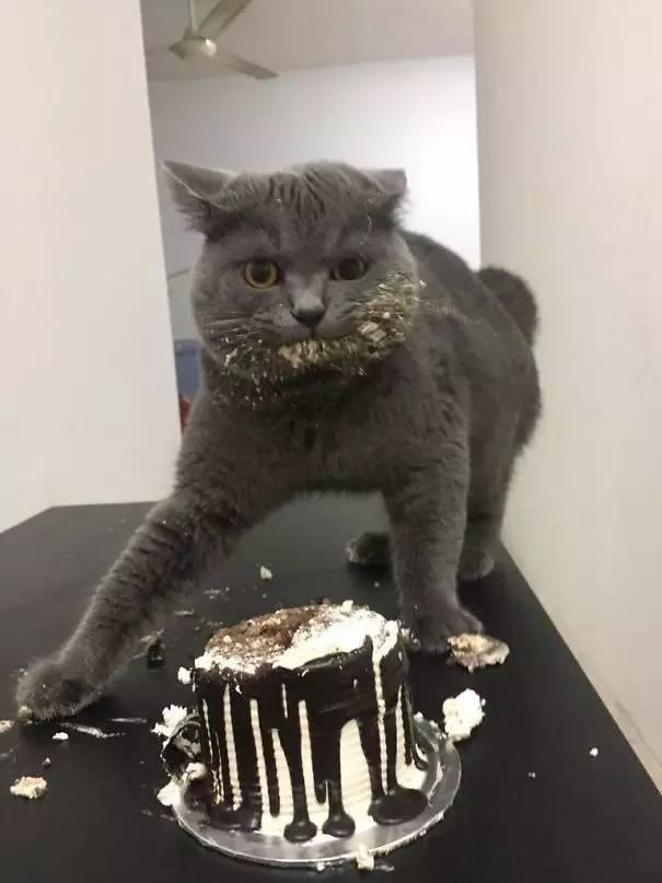 狗狗猫猫干坏事被抓现行,这就太尴尬了