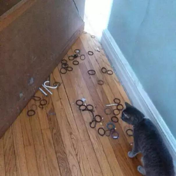 狗狗猫猫干坏事被抓现行,这就太尴尬了
