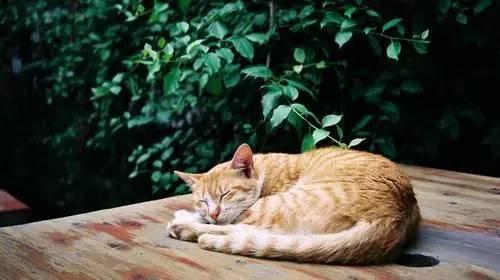 开一个猫咖的成本，开猫咪咖啡店需要多少成本