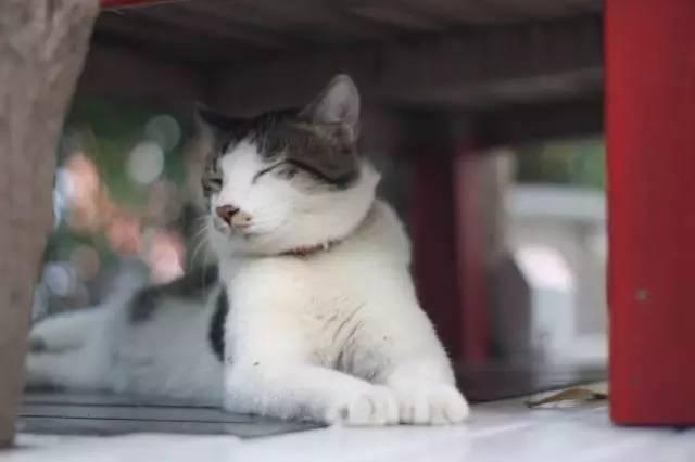 开一个猫咖的成本，开猫咪咖啡店需要多少成本