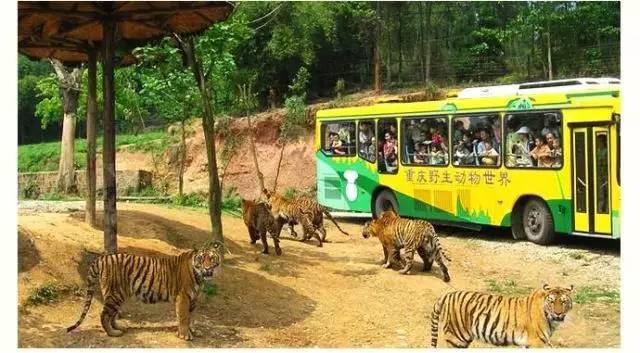 赤水旅游景点大全，带你打卡贵州赤水最好玩旅游景点（贵州遵义这十个地方你去过了几个）