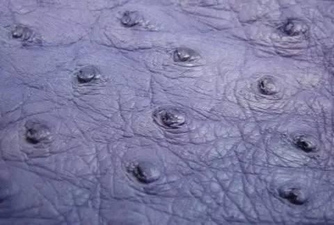 奢侈品麂皮鞋，鸵鸟皮珍稀皮革知多少