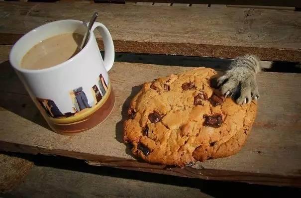 狗狗猫猫干坏事被抓现行,这就太尴尬了