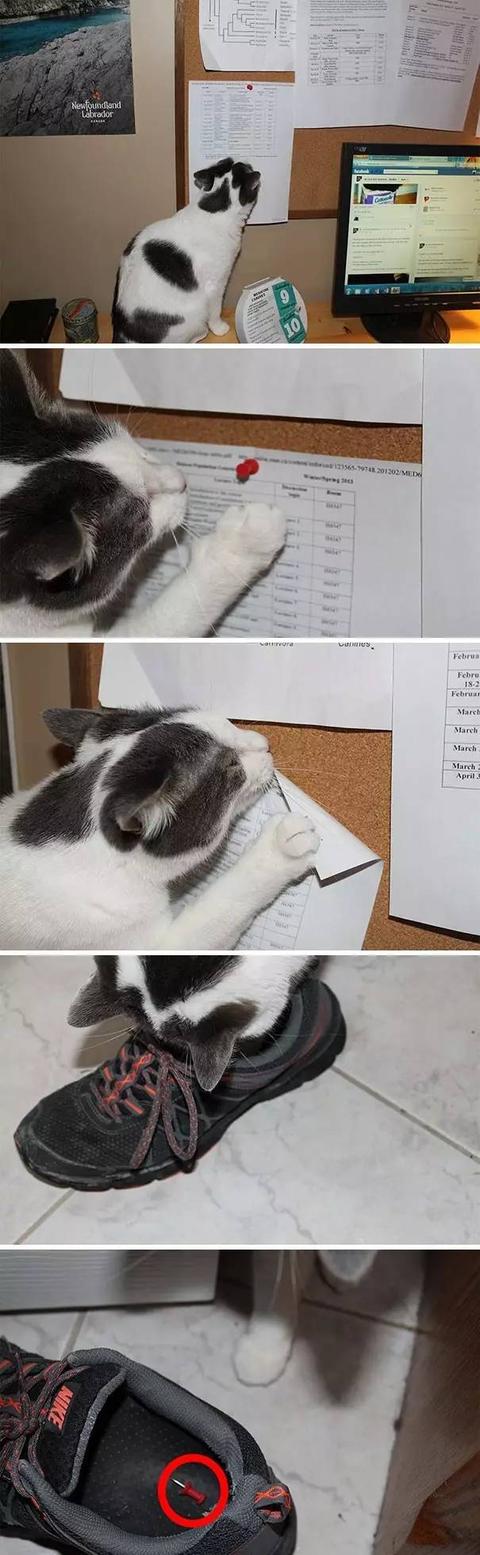 狗狗猫猫干坏事被抓现行,这就太尴尬了