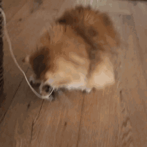 狗狗猫猫干坏事被抓现行,这就太尴尬了