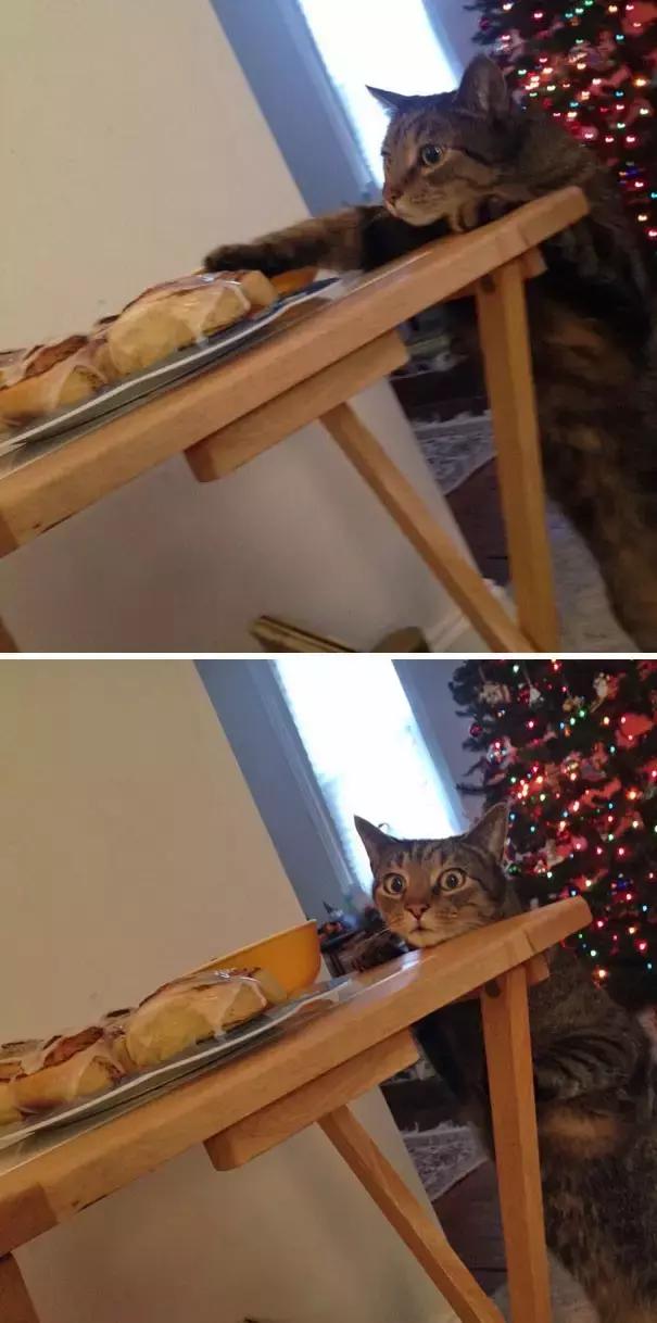 狗狗猫猫干坏事被抓现行,这就太尴尬了