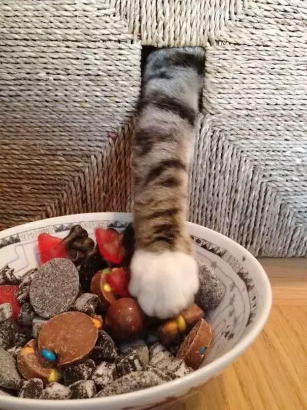 狗狗猫猫干坏事被抓现行,这就太尴尬了