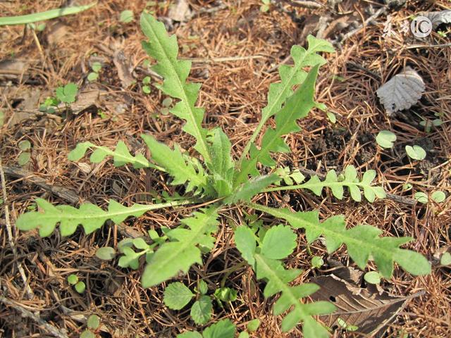 什么野菜适合蒸着吃，春天最该吃的不是荠菜