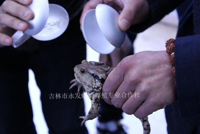 癞蛤蟆养殖技术，癞蛤蟆养殖技术
