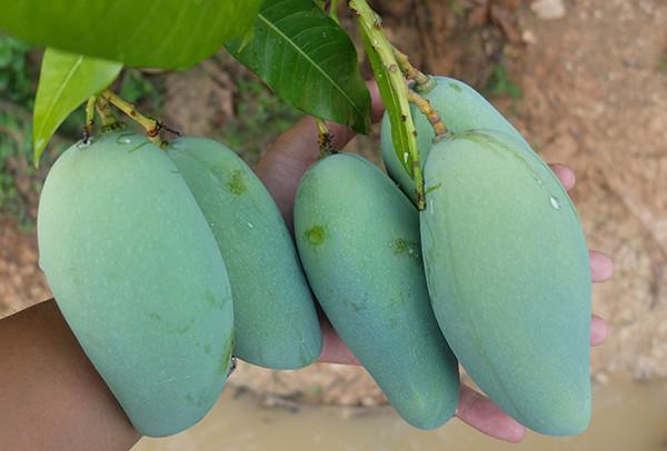 生芒果怎么催熟，怎样催熟芒果又快（生芒果怎样催熟）