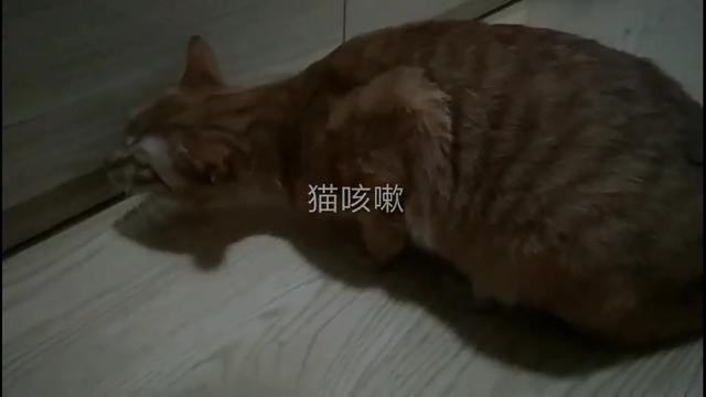 猫的杯状病毒怎么治疗，一张图看懂猫鼻支