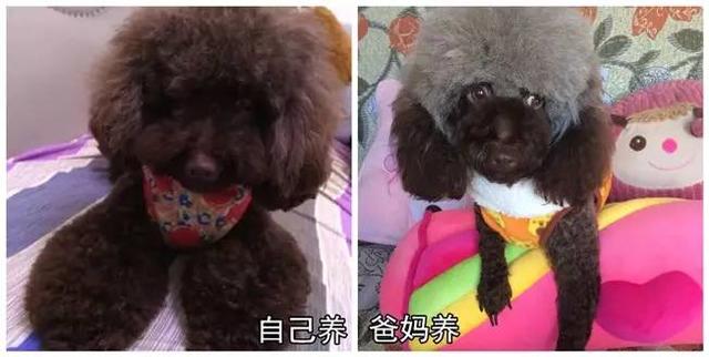 狗狗有这些表现是被主人养熟了，一只狗真正被你“养熟”了