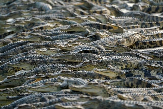 鳄鱼养殖场一般养的是什么鳄鱼，鳄鱼养殖基地成“打卡地”特色产业“催热”乡村游